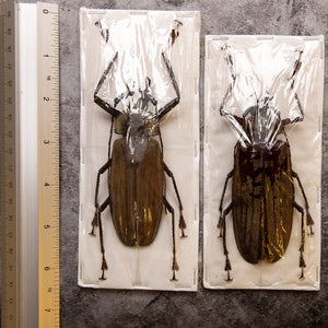 PAIR (2) Long-horn Beetles (Xixuthrus lunicollis) MALE/FEMALE A1 Extra Large Specimens ** +100MM **