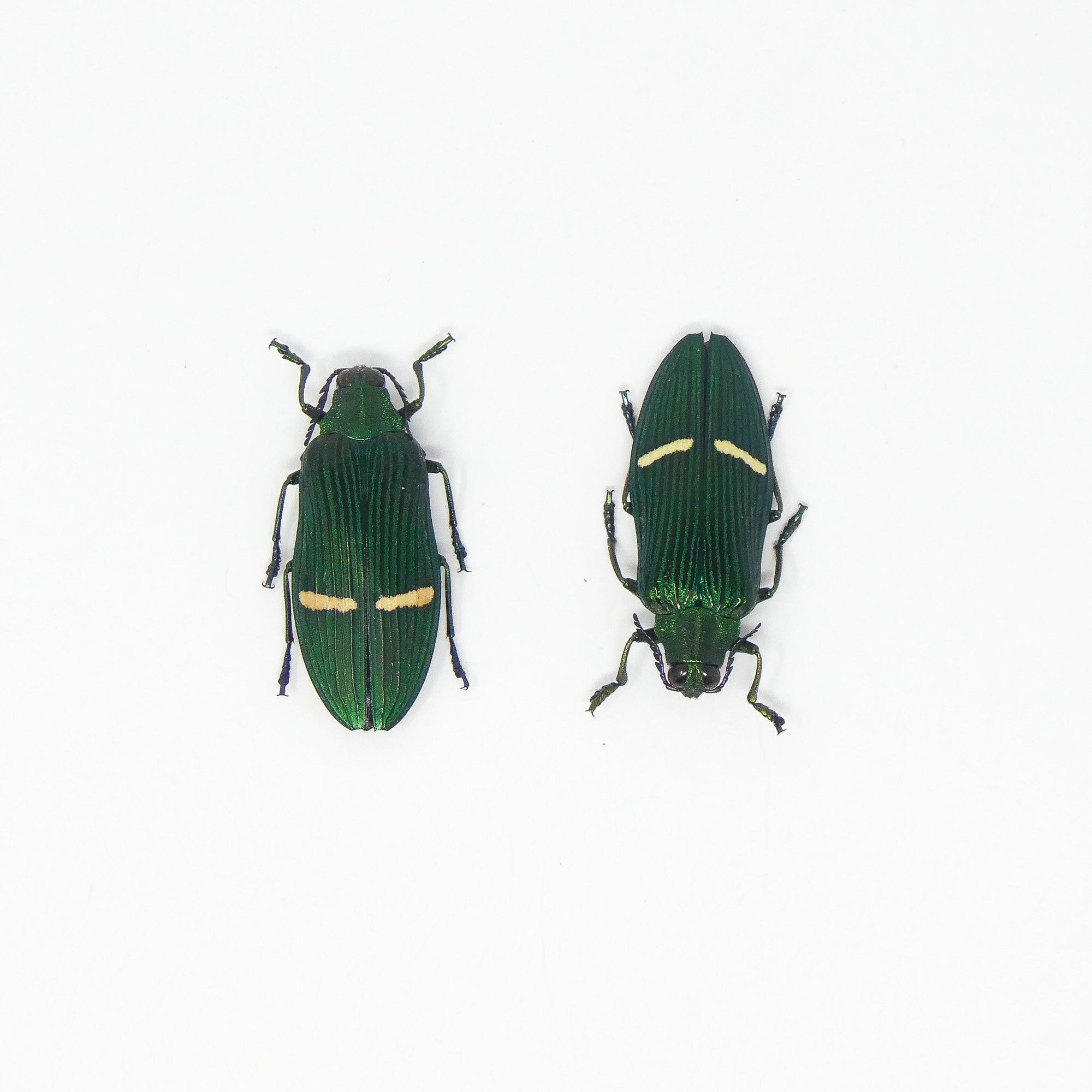 LOT OF 10 Green Jewel Beetles (Catoxantha opulenta opulenta) A1 Entomology Specimens, Wholesale