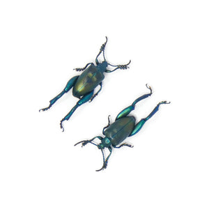 TWO (2) Blue Frog-Leg Beetles (Sagra femoralis) A1 Entomology Specimens