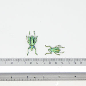 TWO (2) Eupholus cuvieri, West Papua, A1 Entomology Specimens