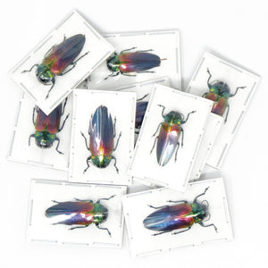 TWO (2) Belionota tricolor, Jewel Beetle A1 Entomology Specimens