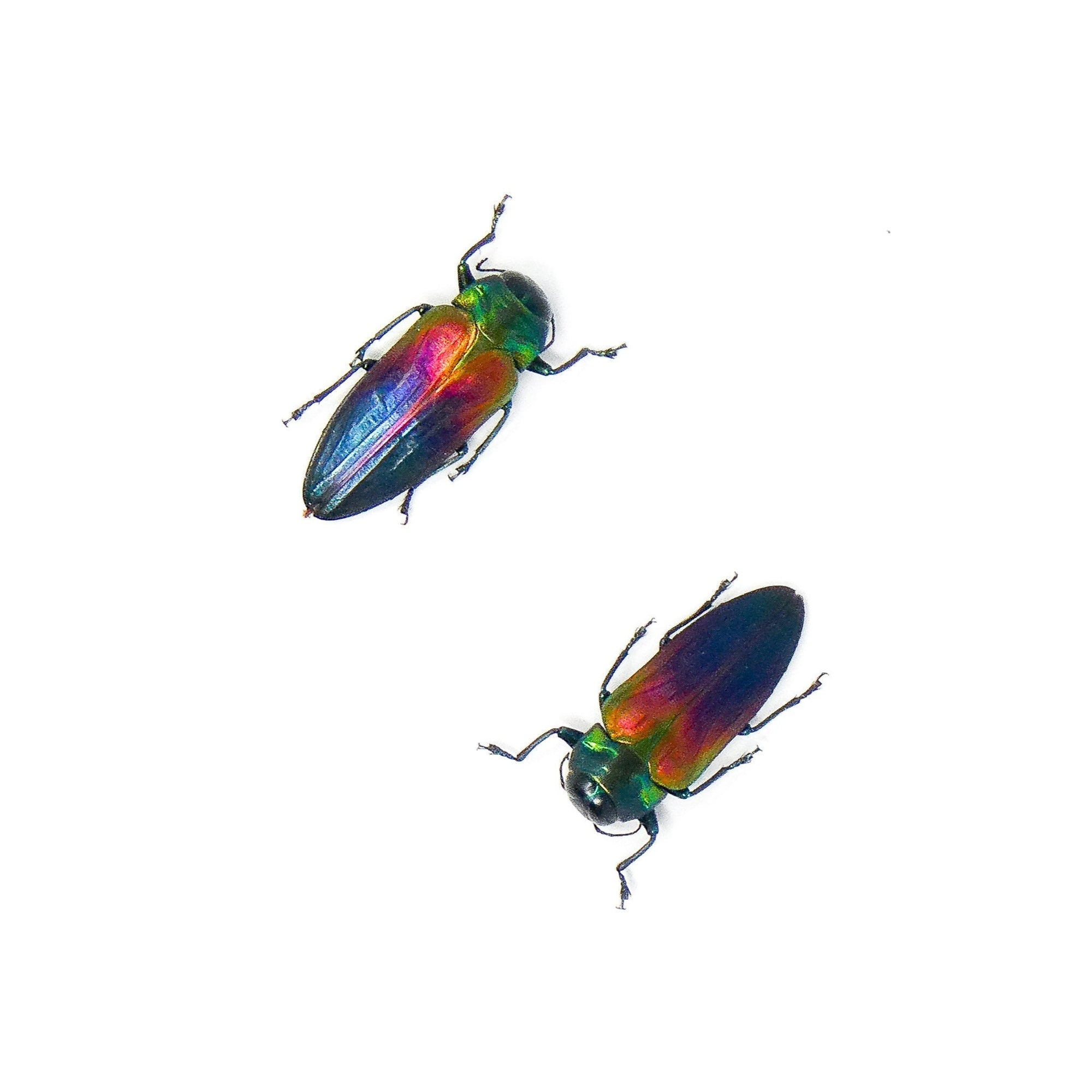 TWO (2) Belionota tricolor, Jewel Beetle A1 Entomology Specimens