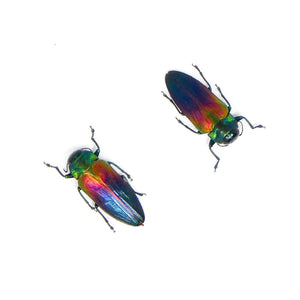 TWO (2) Belionota tricolor, Jewel Beetle A1 Entomology Specimens