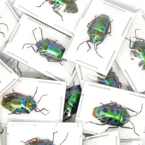 TWO (2) Mangrove Jewel Bugs (Calliphara nobilis) A1 Dry-preserved Specimens