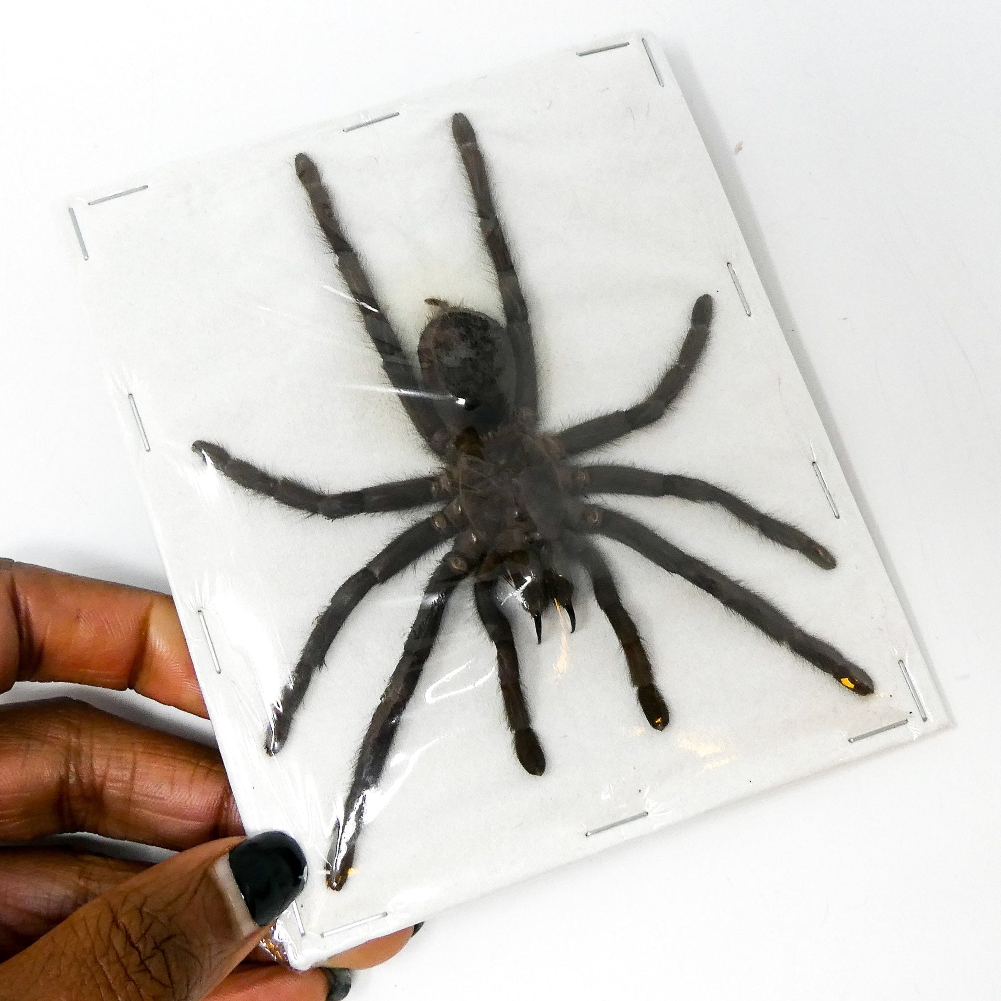 LOT OF 10 Spread Tarantulas (Selenocosmia javanensis dolichoplectra) A1 Dry-preserved Spread Specimens