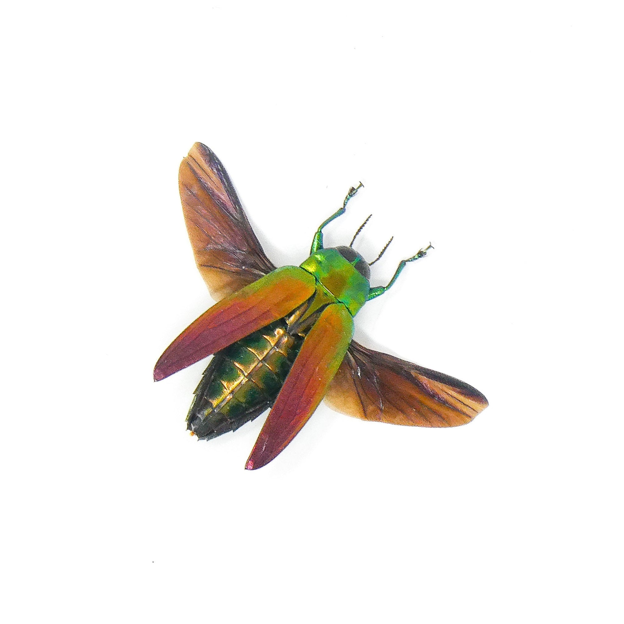 TWO (2) SPREAD Jewel Beetles (Belionota sumptuosa) A1 Wings-open