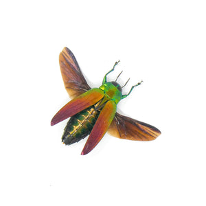 TWO (2) SPREAD Jewel Beetles (Belionota sumptuosa) A1 Wings-open