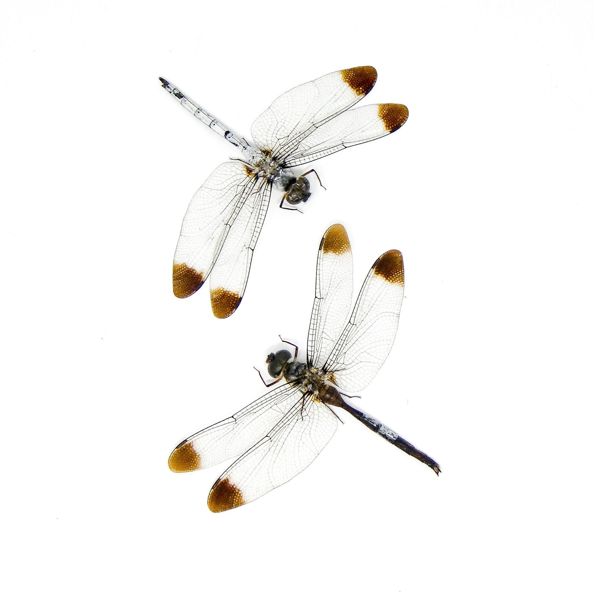 TWO (2) SPREAD Dragonflies, White Duskdarter (Zyxomma obtusum) A1 Wings-open