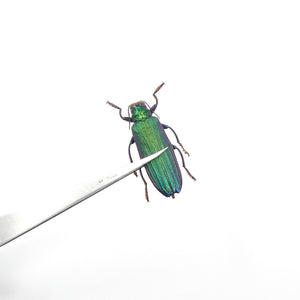 TWO (2) Jewel Beetles (Demochroa detanii) A1 Buprestidae Specimens