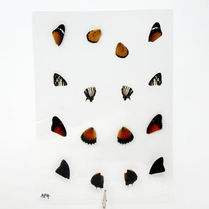 Butterfly Wings GLOSSY LAMINATED SHEET Real Ethically Sourced Specimens (AP4)