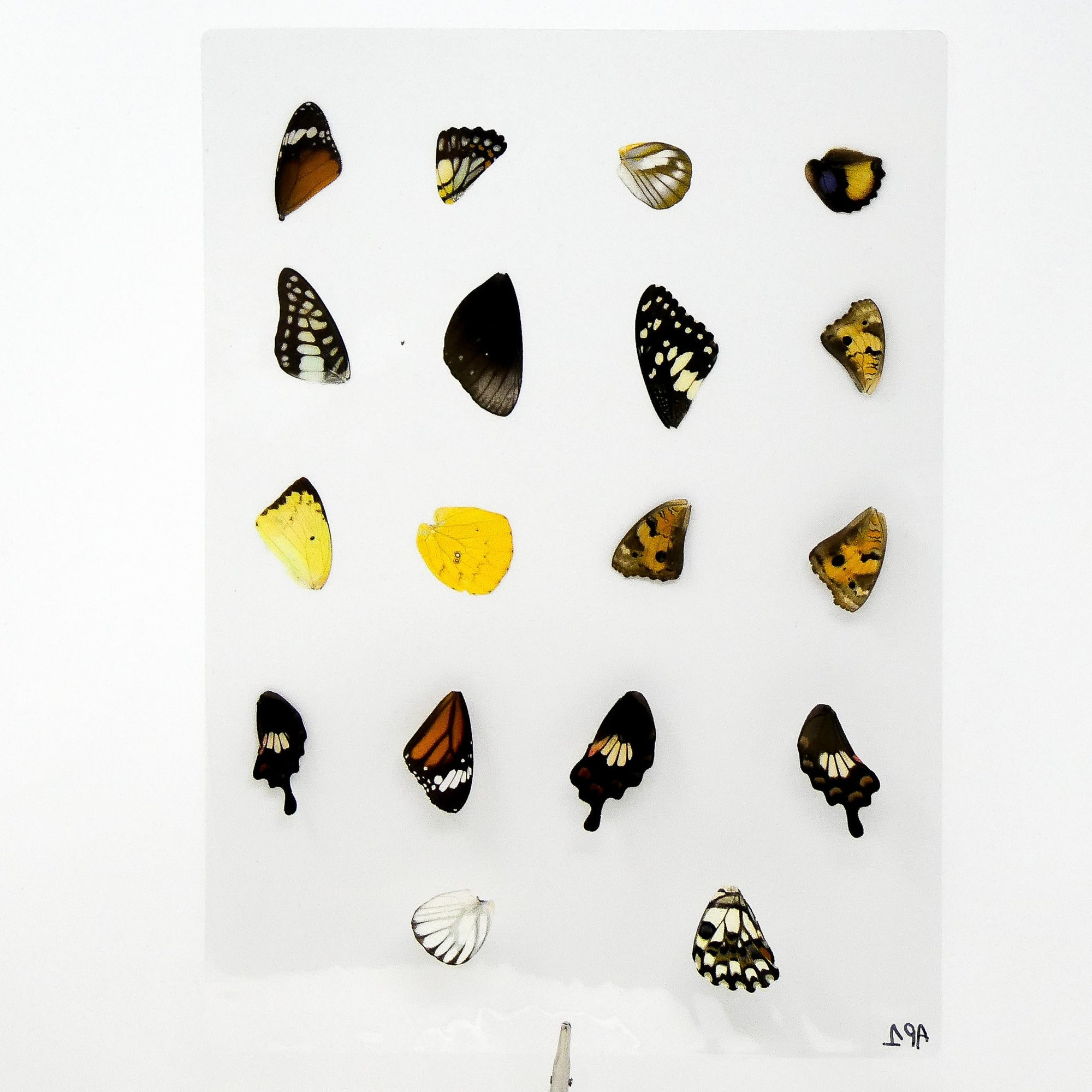 Butterfly Wings GLOSSY LAMINATED SHEET Real Ethically Sourced Specimens (AP1)