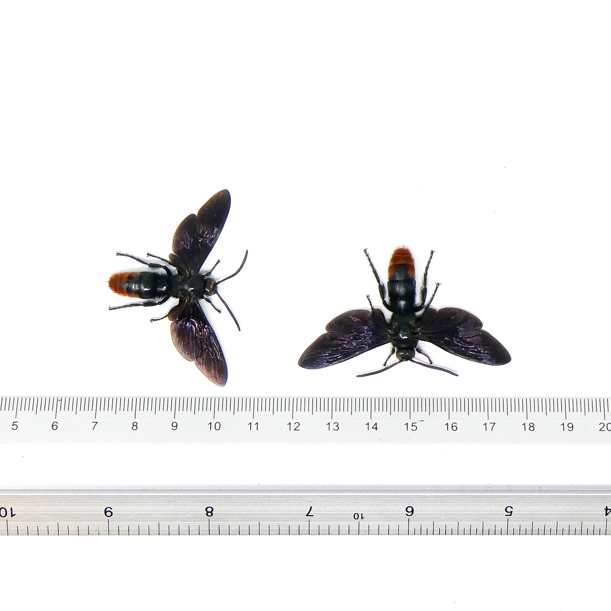 TWO (2) SPREAD Samber Mammoth Wasps (Megascolia azurea christiana) 'Scoliid Wasp' A1 Wings-open