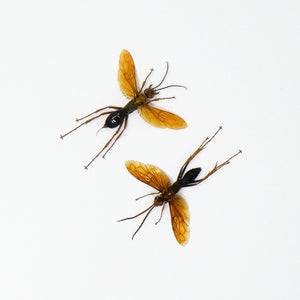 TWO (2) Tarantula Hawk Wasps (Hemipepsis australasiae asiaticae) A2 SPREAD Specimens