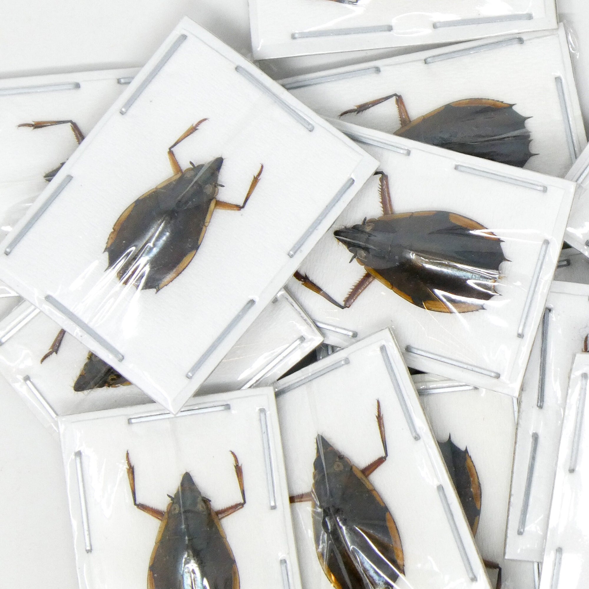 TWO (2) Tiny 10mm Water Beetles (Porrorhynchus marginatus) Unmounted Specimens