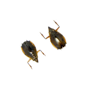 TWO (2) Tiny 10mm Water Beetles (Porrorhynchus marginatus) Unmounted Specimens