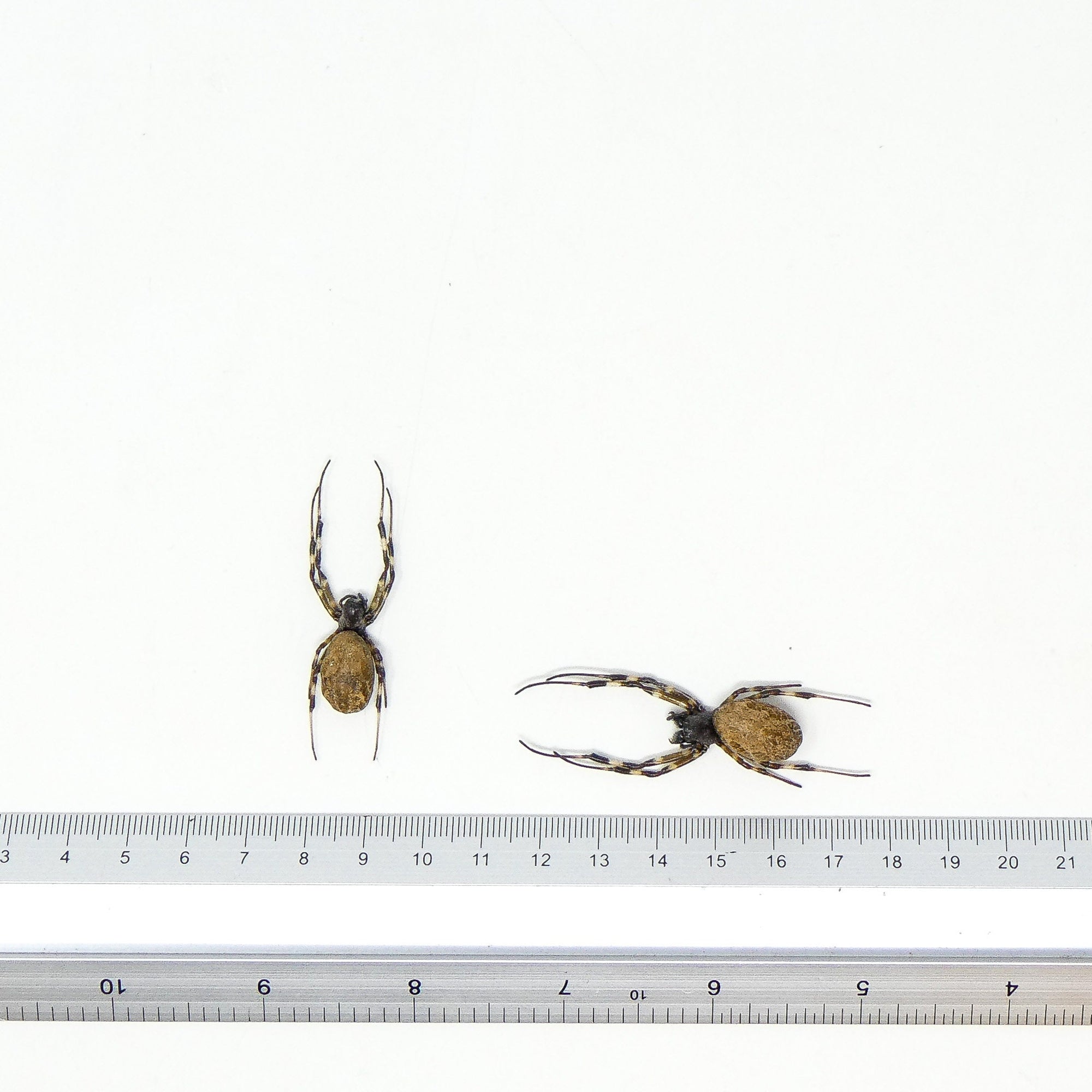 TWO (2) x Hermit Orb-weaver Spiders (Nephilengys malabarensis) STUFFED ABDOMENS Taxidermy A1