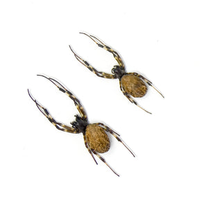 TWO (2) x Hermit Orb-weaver Spiders (Nephilengys malabarensis) STUFFED ABDOMENS Taxidermy A1