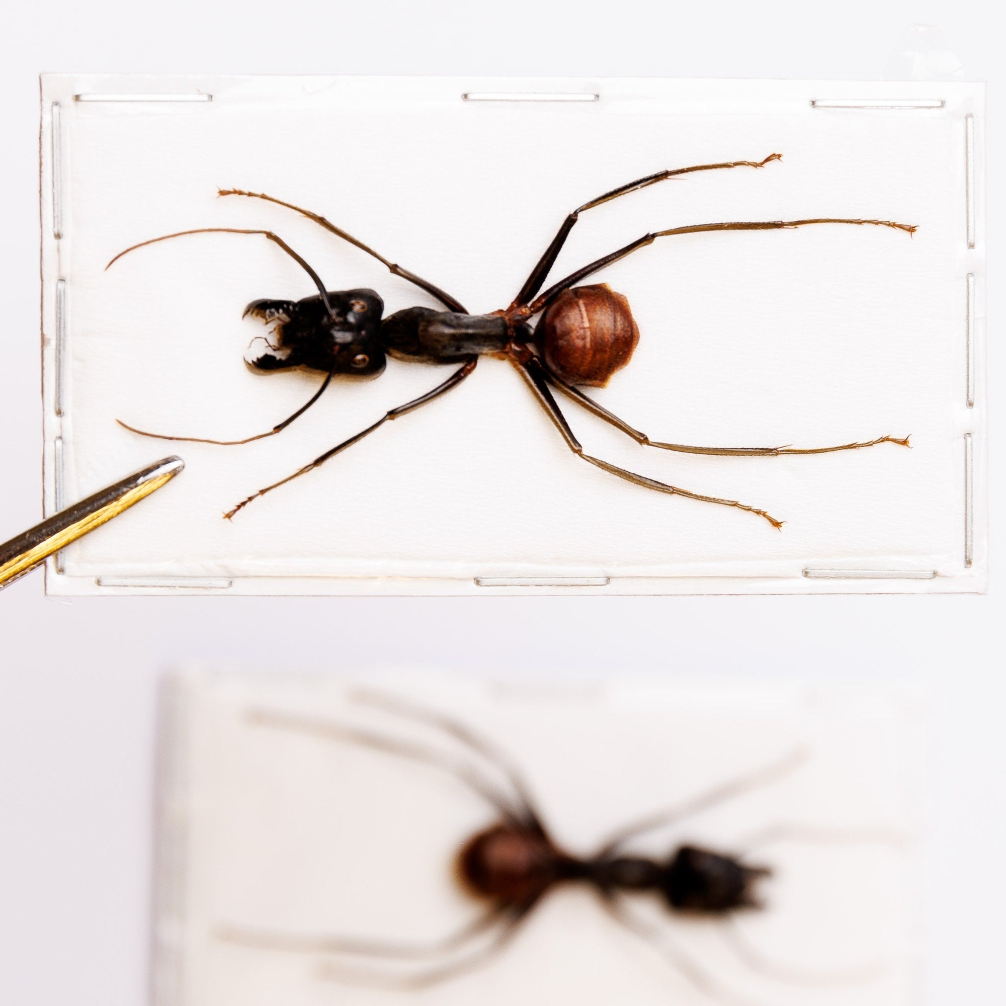 LOT OF 10 Giant Soldier Ants (Camponotus gigas) A- Spread Specimens