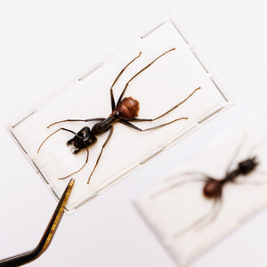 TWO (2) Giant Soldier Ants (Camponotus gigas) Spread Specimens A1