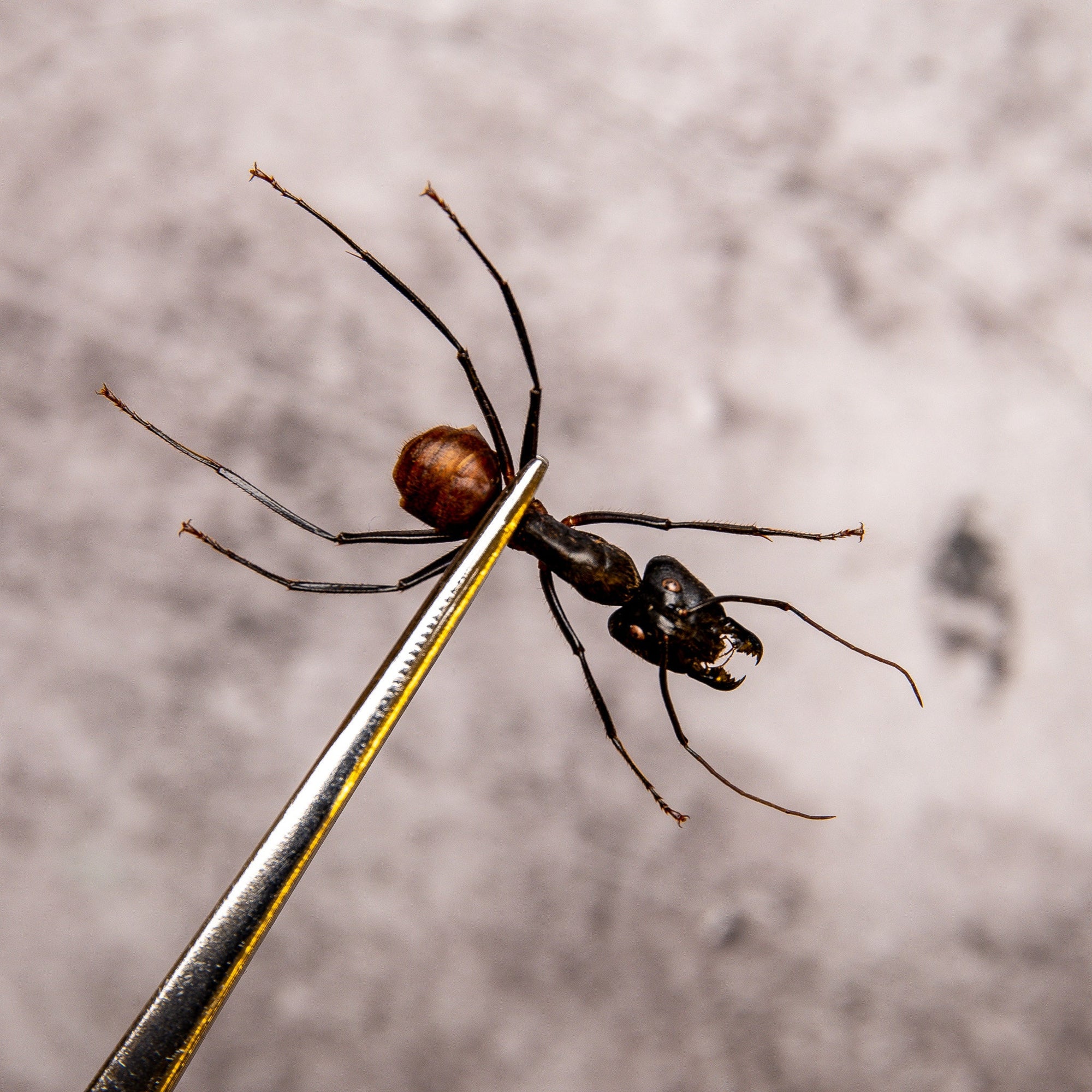 TWO (2) Giant Soldier Ants (Camponotus gigas) Spread Specimens A1