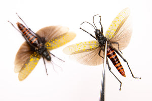 TWO (2) SPREAD-PAIR Grasshoppers (Aularches punctatus) A1 Entomology Specimens