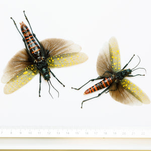 TWO (2) SPREAD-PAIR Grasshoppers (Aularches punctatus) A1 Entomology Specimens