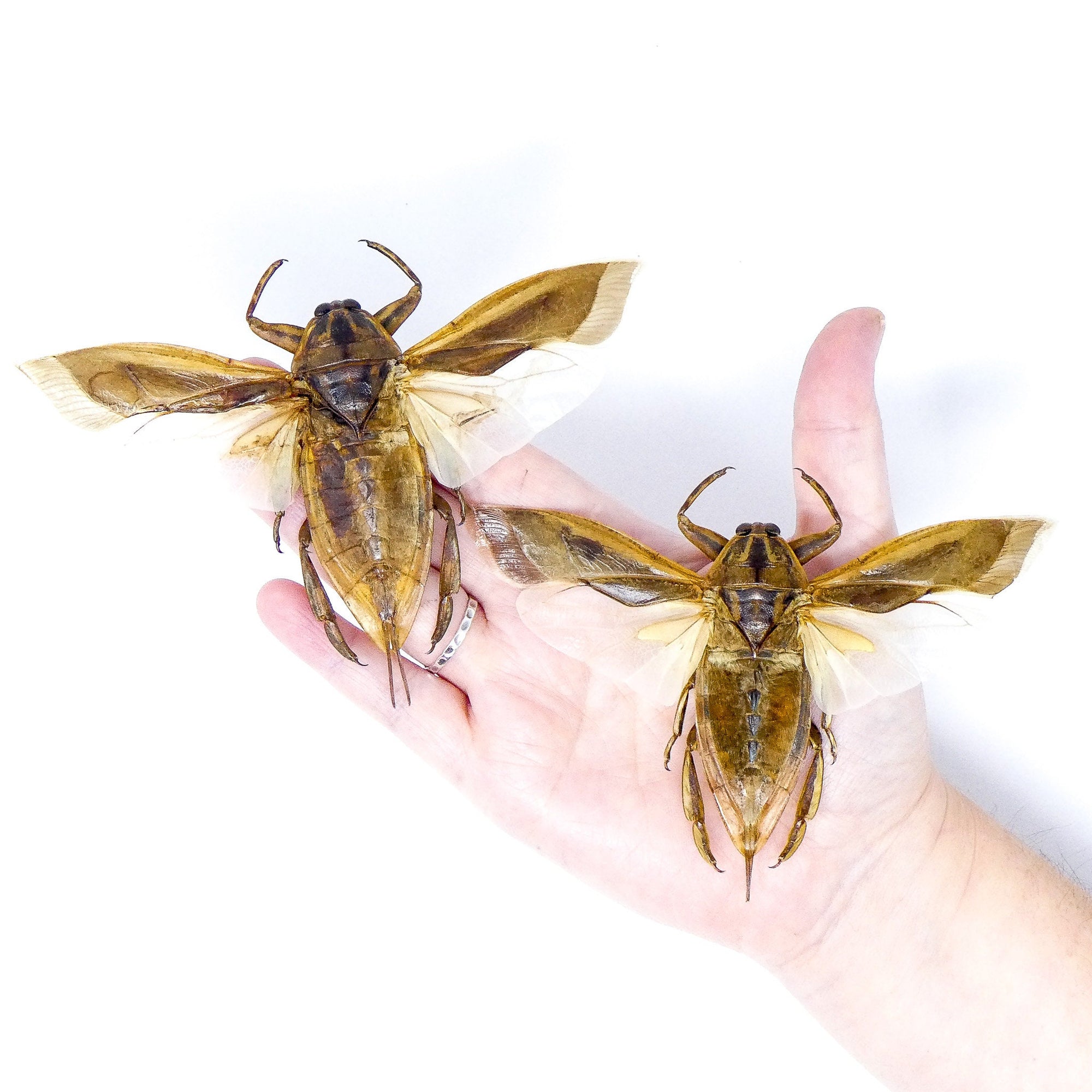 TWO (2) Giant Water Bugs SPREAD-WINGS (Lethocerus indicus) A1 Entomology Specimens