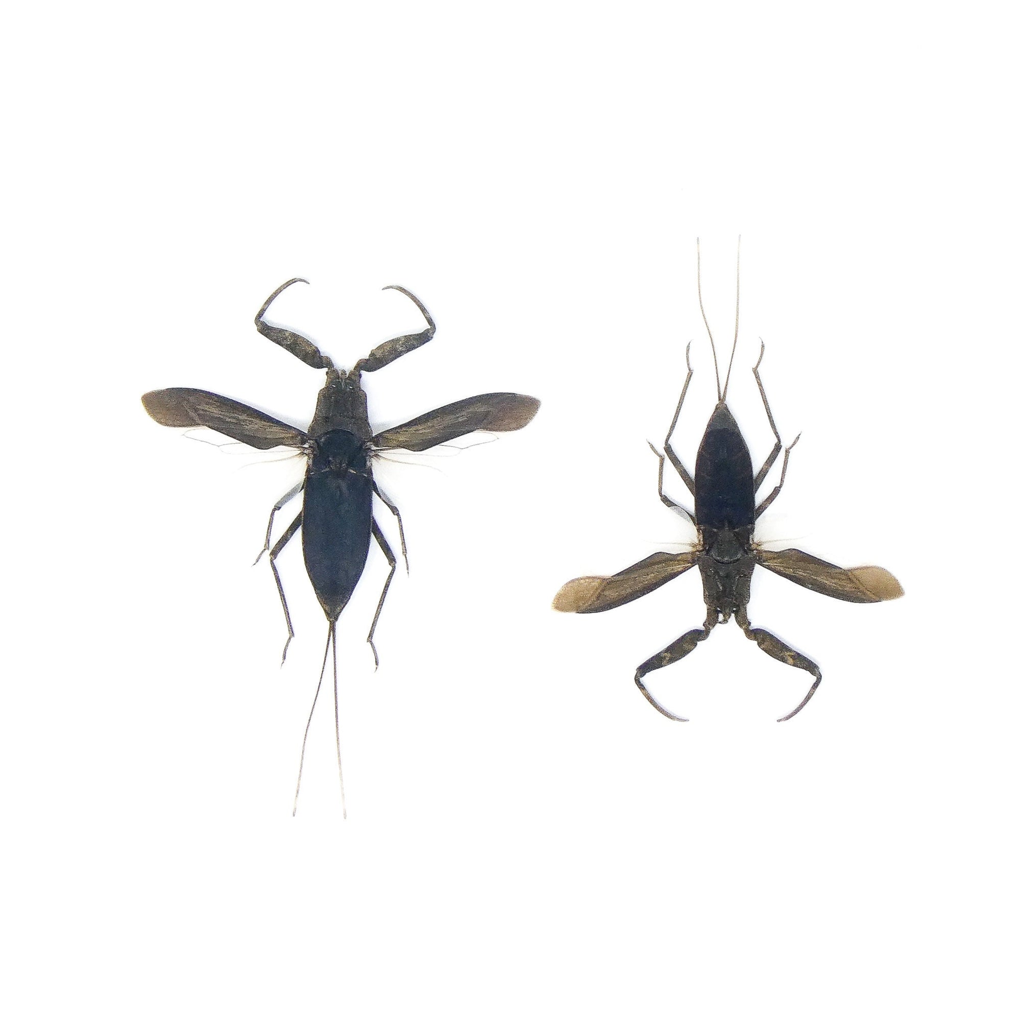 TWO (2) SPREAD Water Scorpions (Laccotrephes archipelagi) A1 Entomology Specimens