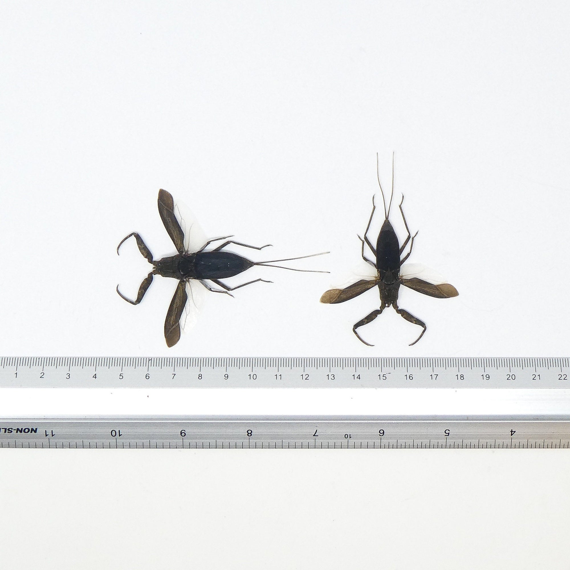 TWO (2) SPREAD Water Scorpions (Laccotrephes archipelagi) A1 Entomology Specimens