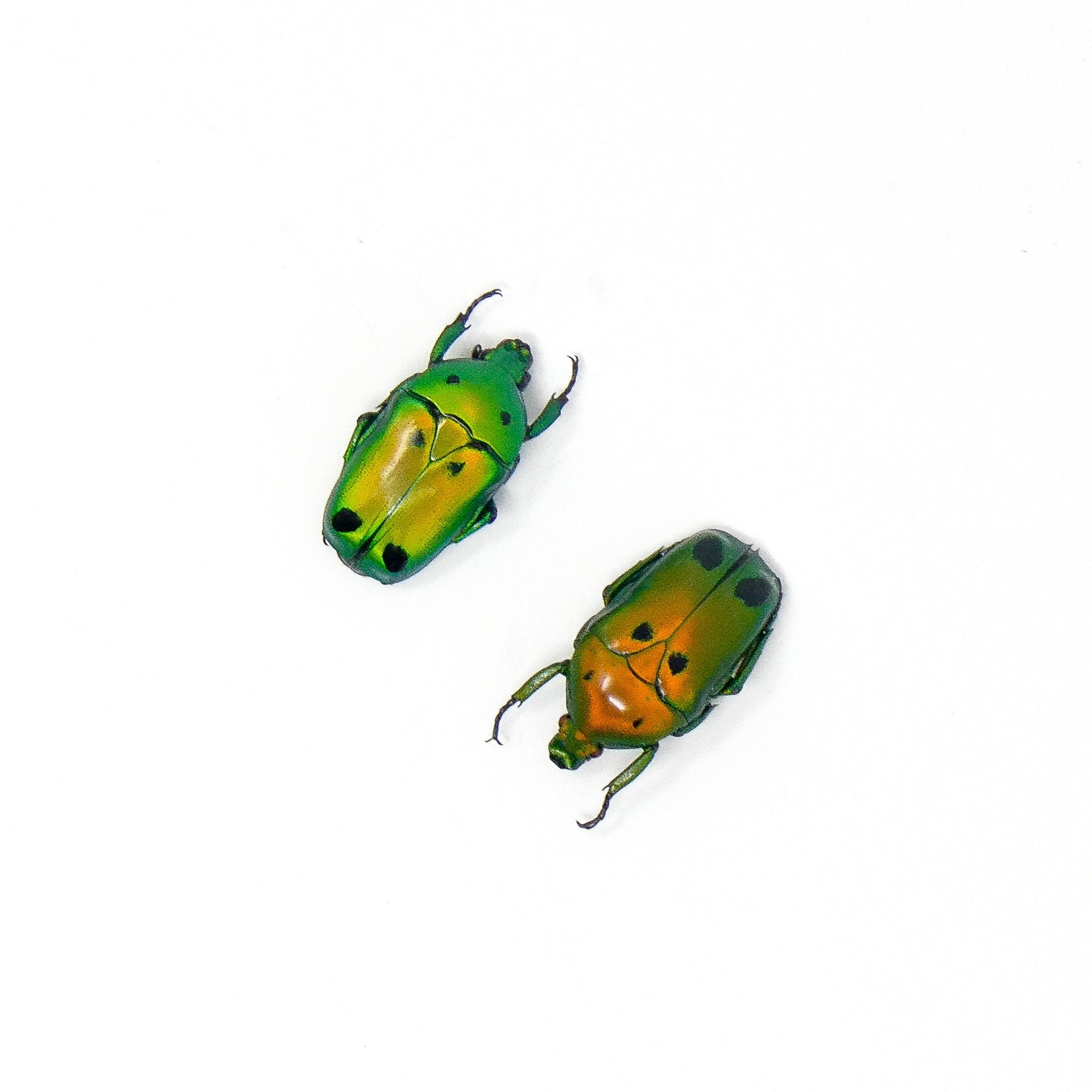 TWO (2) Green Metallic Beetles like Jewels (Heterorrhina sexmaculata) A1 Entomology Specimens