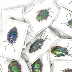 TWO (2) Mangrove Jewel Bugs (Calliphara nobilis) A1 Dry-preserved Specimens