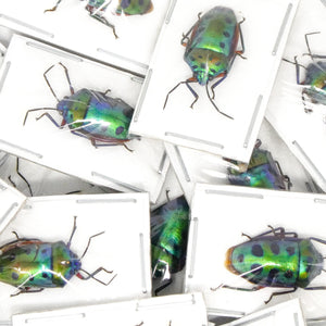 TWO (2) Mangrove Jewel Bugs (Calliphara nobilis) A1 Dry-preserved Specimens