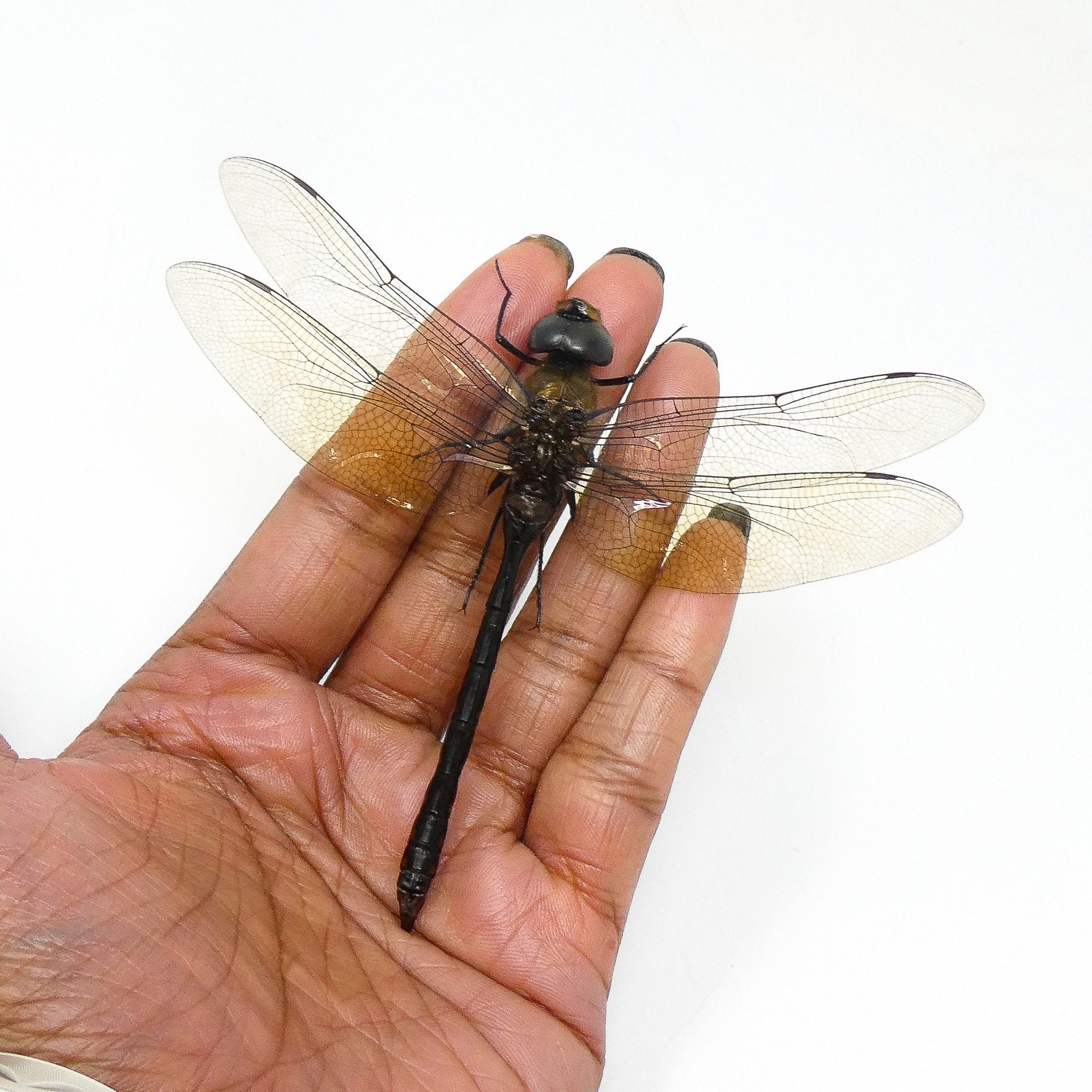 TWO (2) Green Emperor Dragonfly (Anax gibbosulus) A1 Spead Specimens