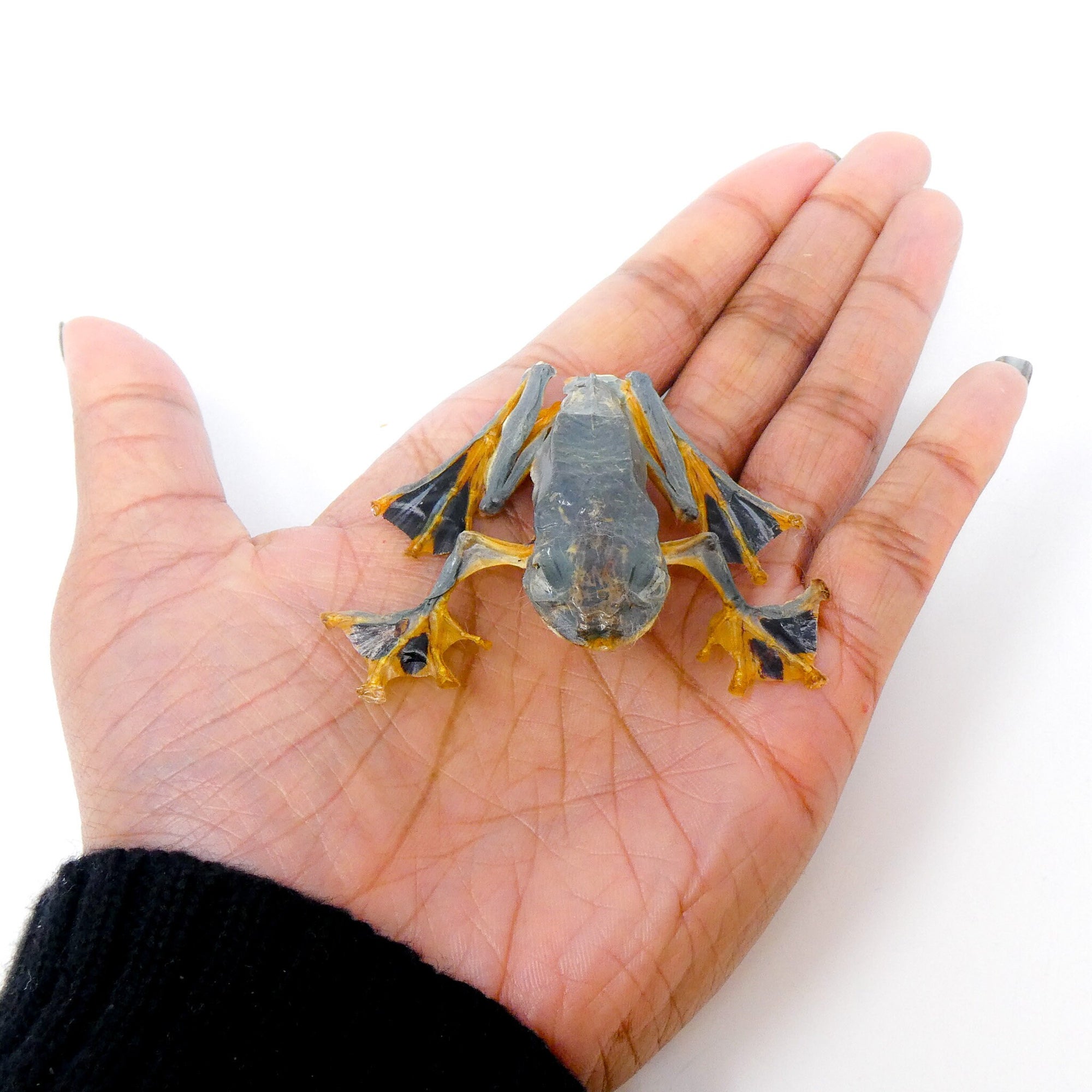 TWO (2) Tree-frog SITTING (Rhacophorus reinwardtii) A1 Dry-preserved Specimen