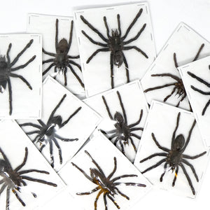 LOT OF 10 Spread Tarantulas (Selenocosmia javanensis dolichoplectra) A1 Dry-preserved Spread Specimens