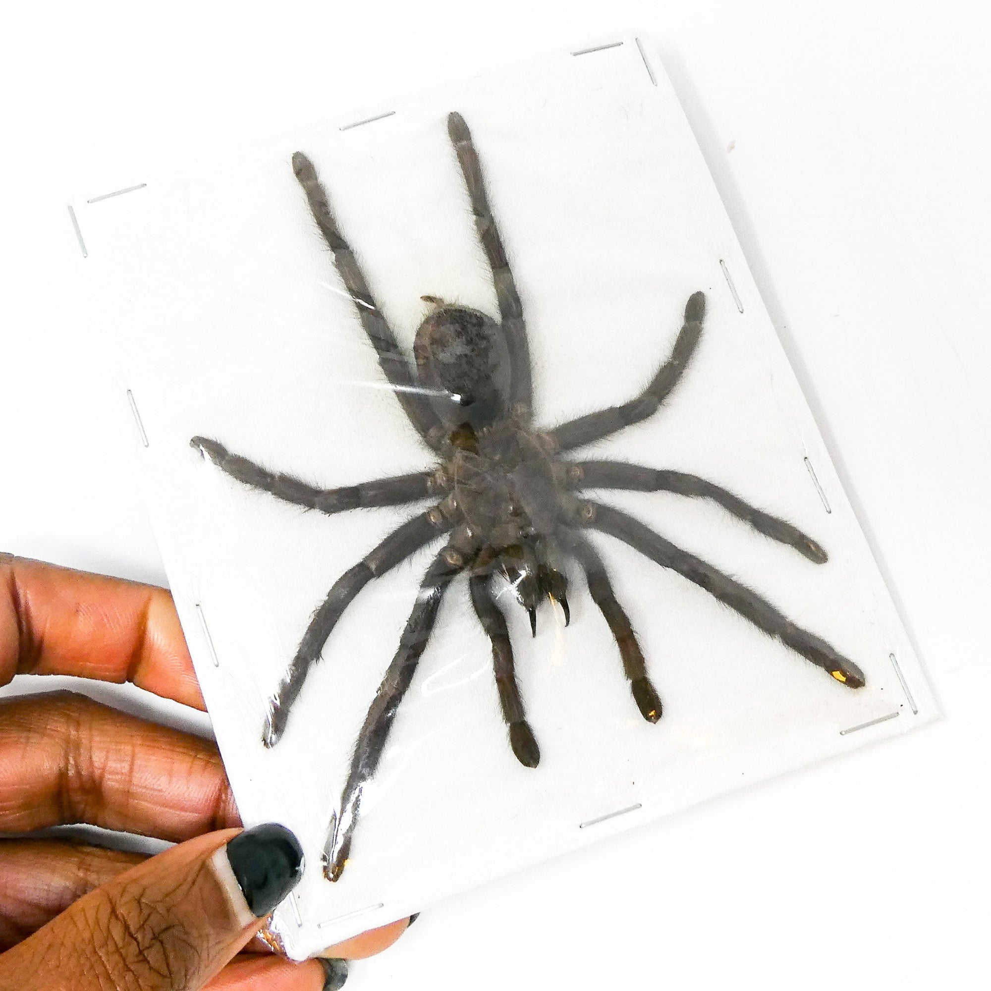 TWO (2) Spread Tarantulas (Selenocosmia javanensis dolichoplectra) A1 Dry-preserved Spread Specimens