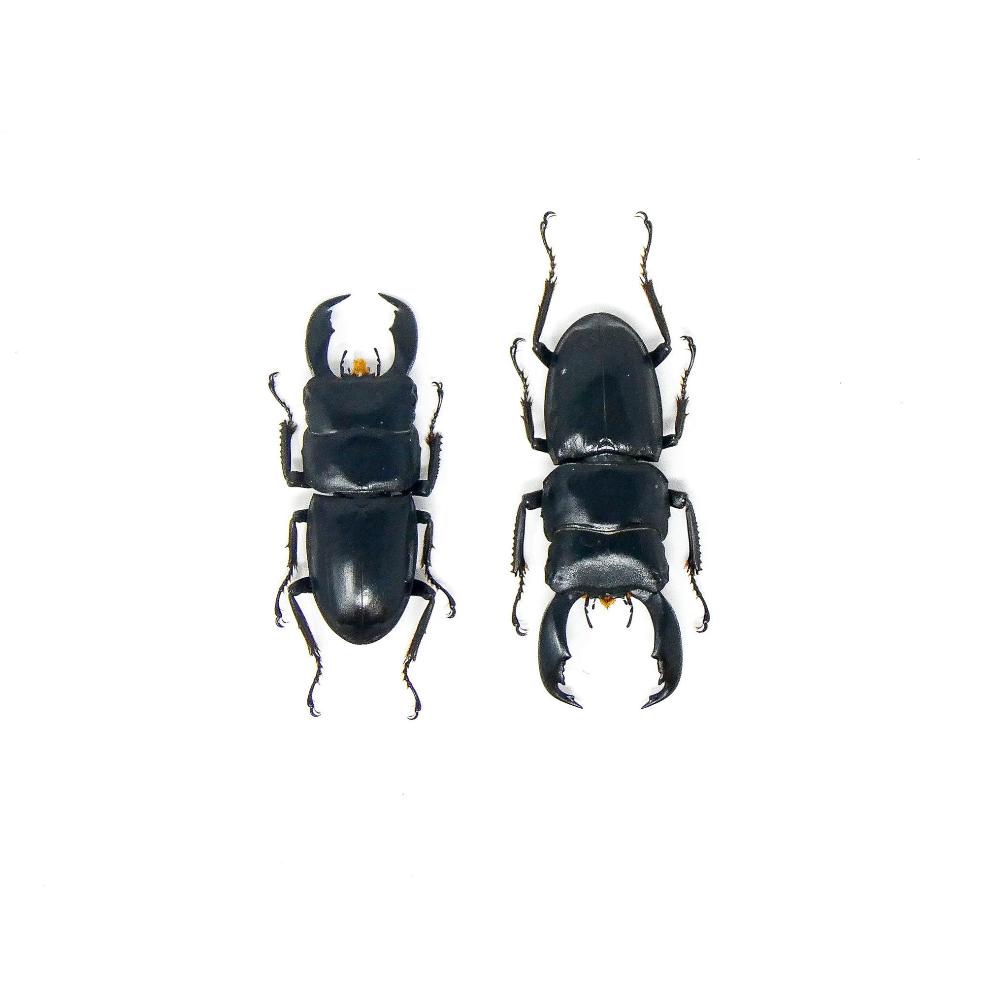 TWO (2) Stag Beetles (Dorcus titanus typhon) A1 Unmounted Specimens 55mm