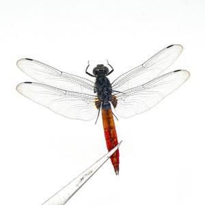 TWO (2) SPREAD Dragonflies, Crimson-tailed Marsh Hawk (Orthetrum pruinosum) A1 Wings-open