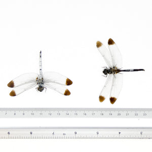 TWO (2) SPREAD Dragonflies, White Duskdarter (Zyxomma obtusum) A1 Wings-open