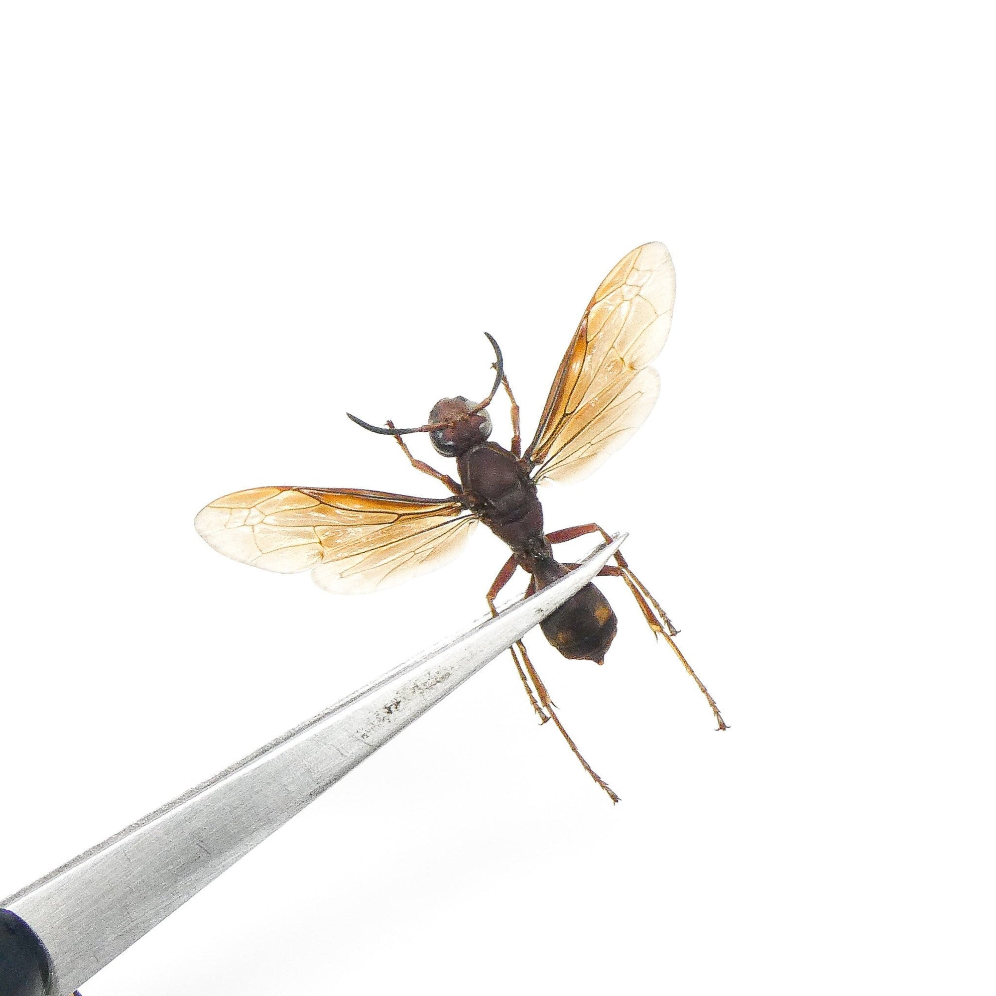 TWO (2) SPREAD Paper Wasps (Polistes tenebricosus) A1 Wings-open