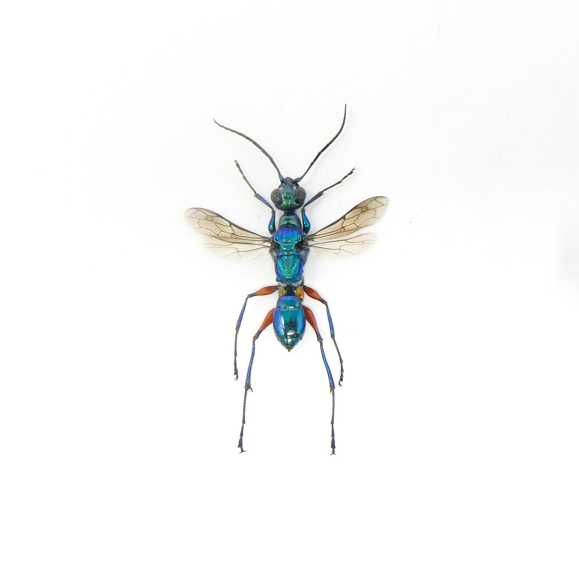 TWO (2) Blue Green Wasps (Ampulex erythropus) A1 Wings-open