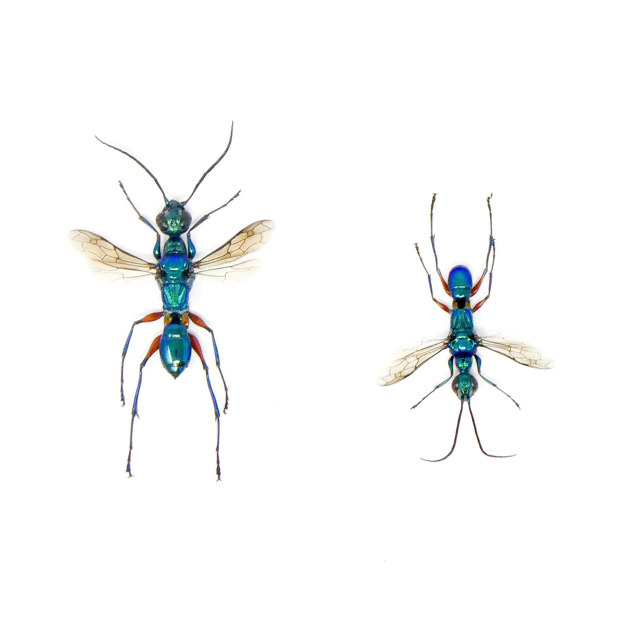 TWO (2) Blue Green Wasps (Ampulex erythropus) A1 Wings-open