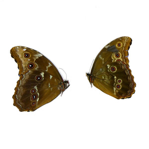 2 x Blue Morpho Butterflies A2 (Morpho didius) Minor Damage, Repairable