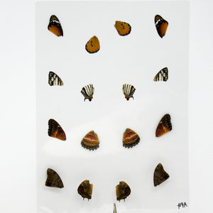 Butterfly Wings GLOSSY LAMINATED SHEET Real Ethically Sourced Specimens (AP4)