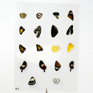 Butterfly Wings GLOSSY LAMINATED SHEET Real Ethically Sourced Specimens (AP1)