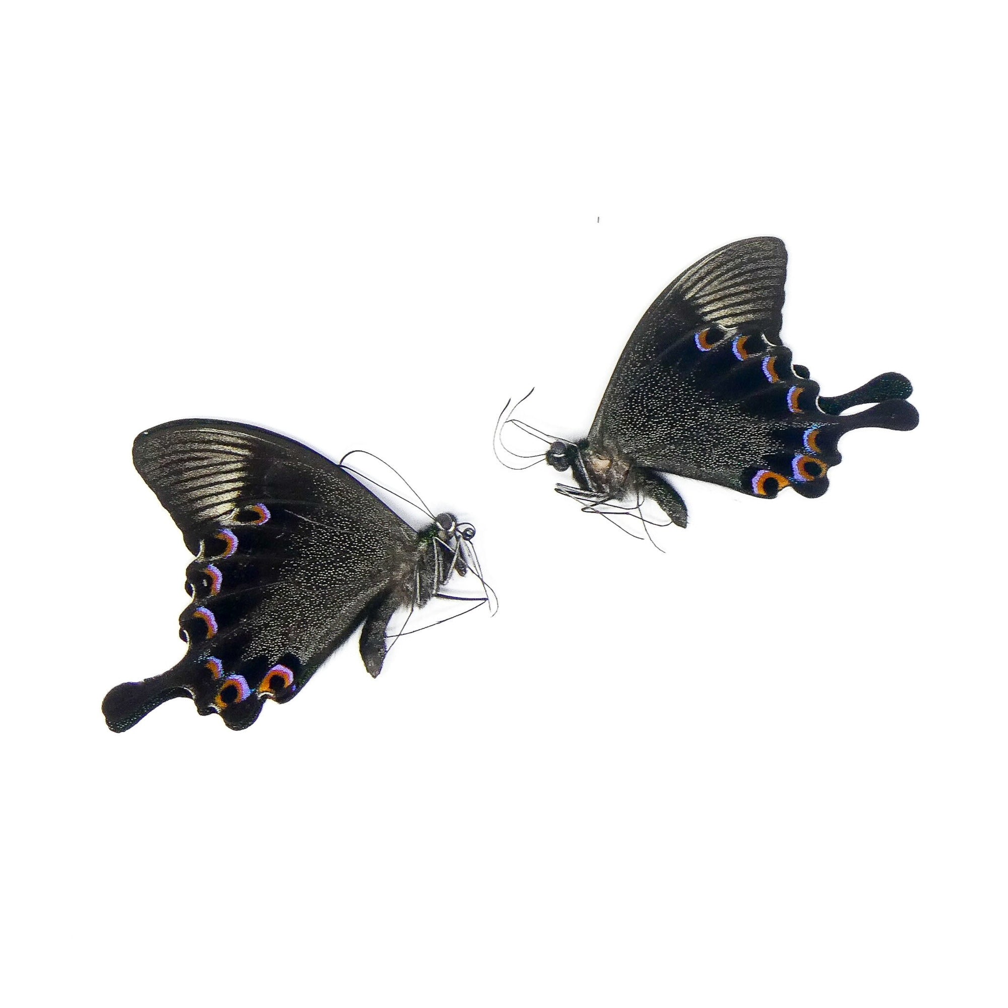 TWO (2) Paris Peacock Swallowtail (Papilio paris)  A1 Unmounted Butterflies