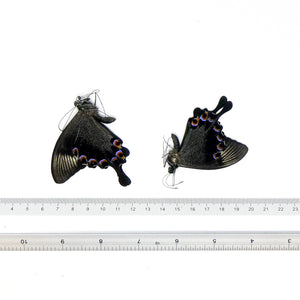 TWO (2) Paris Peacock Swallowtail (Papilio paris)  A1 Unmounted Butterflies