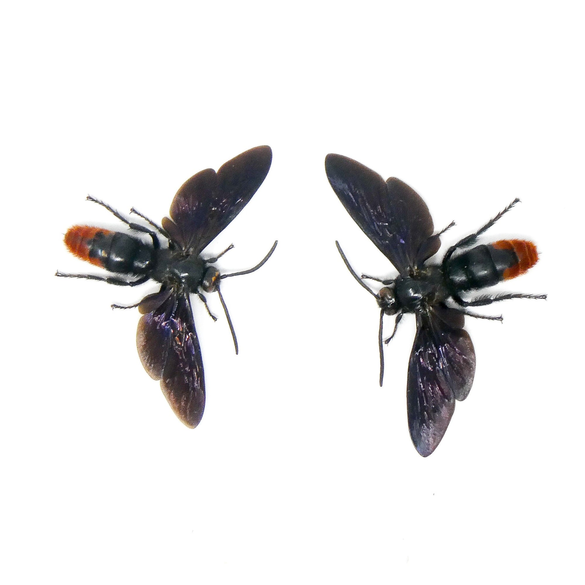 TWO (2) SPREAD Samber Mammoth Wasps (Megascolia azurea christiana) 'Scoliid Wasp' A1 Wings-open