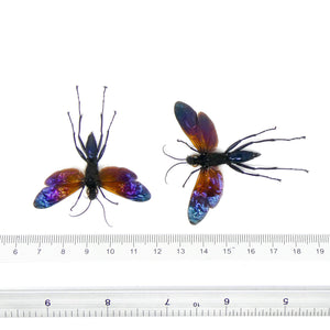 TWO (2) Spider Wasps (Macromeris splendida) A1 SPREAD Specimens