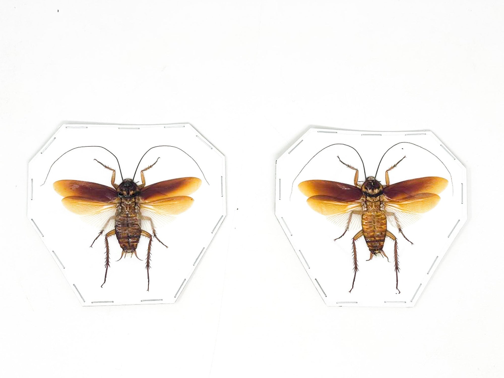 TWO (2) SPREAD Australian cockroach (Periplaneta australasiae) A1 Specimens